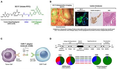 Preclinical Evaluation of Bispecific Adaptor Molecule Controlled Folate Receptor CAR-T Cell Therapy With Special Focus on Pediatric Malignancies